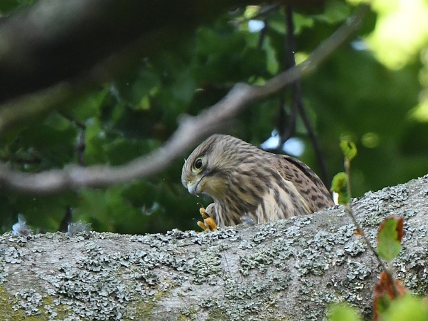 24-06-2022 Torenvalken Oosterbeek
