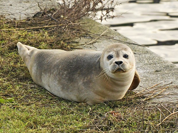 24-11-2022 Zeehond Scheveningen