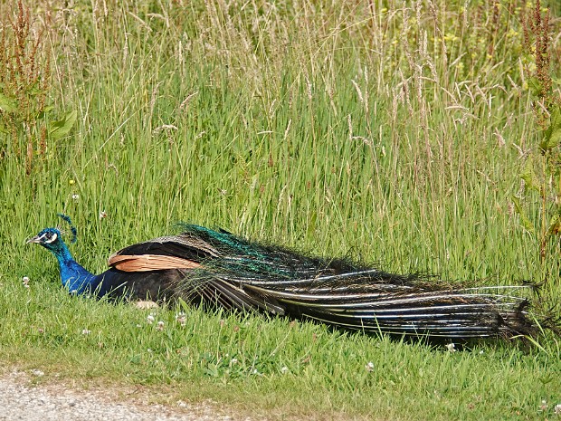 26-06-2022 Kasteelpark Duivenvoorde