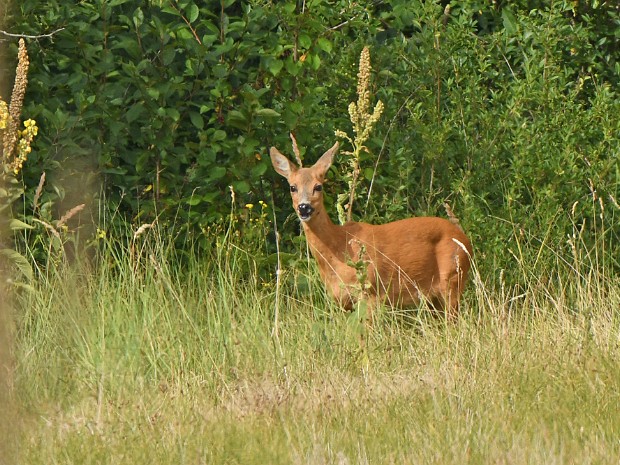 26-07-2022 Meijendel