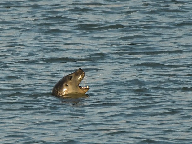 26-11-2022 Zuiderhavenhoofd