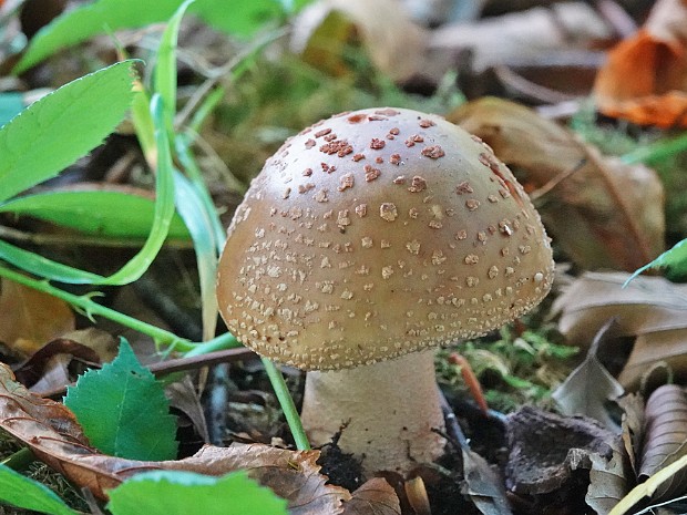28-09-2022 Paddenstoelen 1