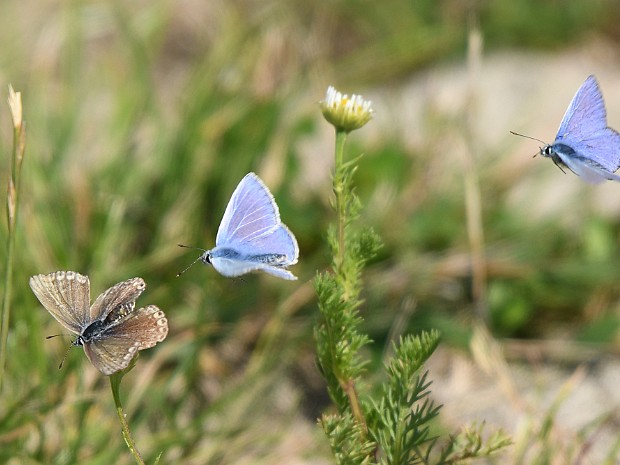 29-07-2022 N3MP en Buytenpark