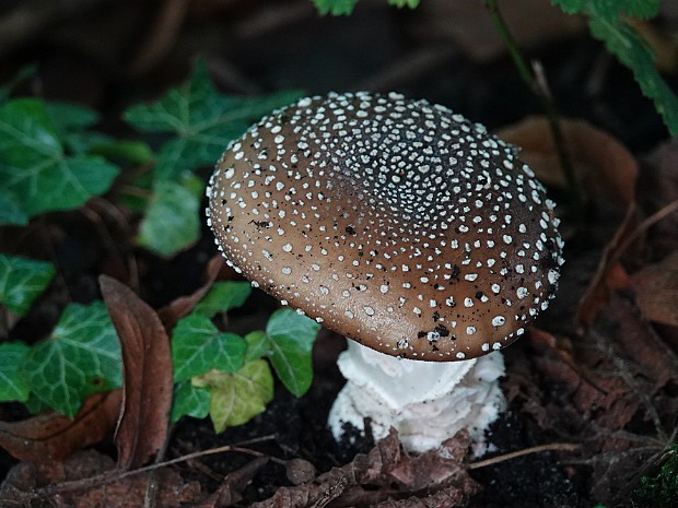 29-09-2022 Paddenstoelen 2