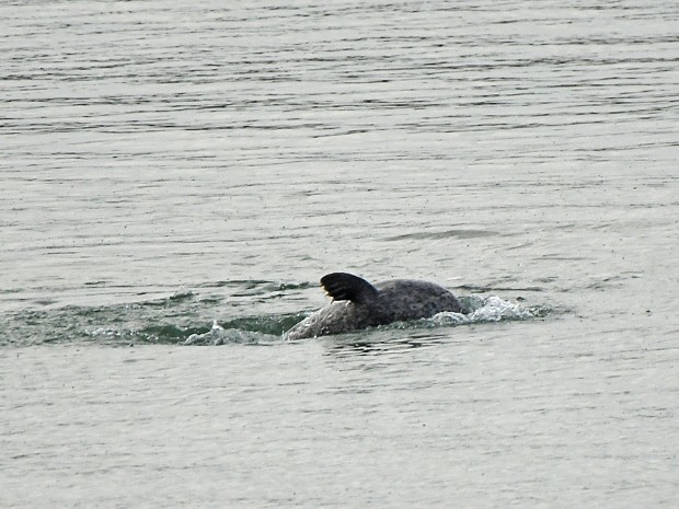 30-11-2022 Noorderhavenhoofd