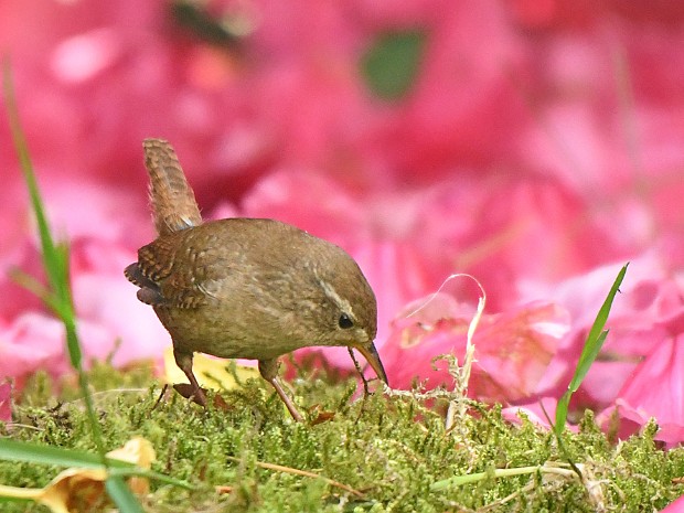 Natuur 2022-05