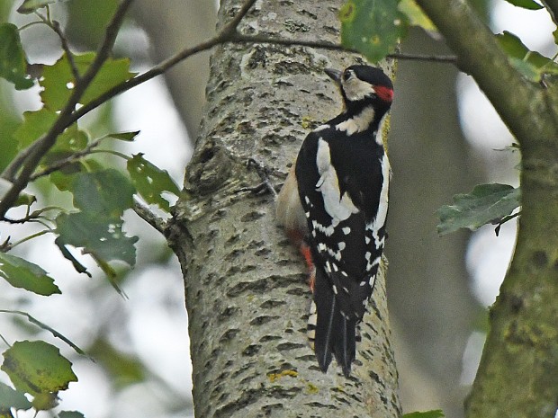 Natuur 2022-10-12