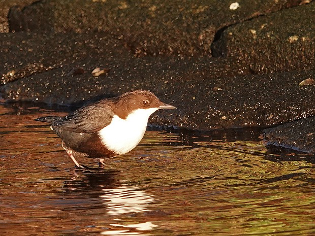 01-12-2023 Zwartbuikwaterspreeuw