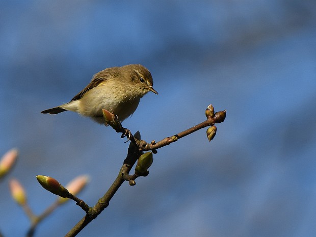 02-04-2023 Meer en Bosch