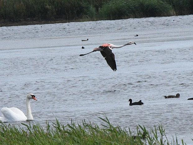 02-07-2023 Flamingo N3MP