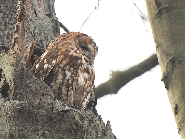 03-01-2023 Haagse Bosuil