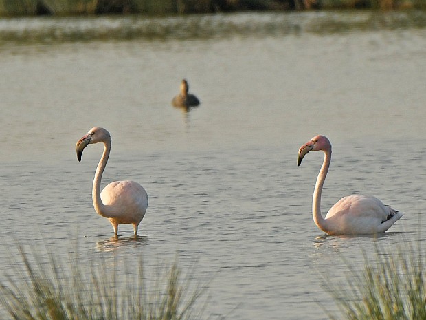 05-04-2023 Flamingo's en Blauwborsten