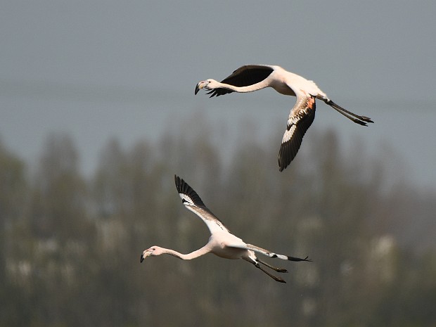 08-04-2023 Flamingo's Zevenhuizen