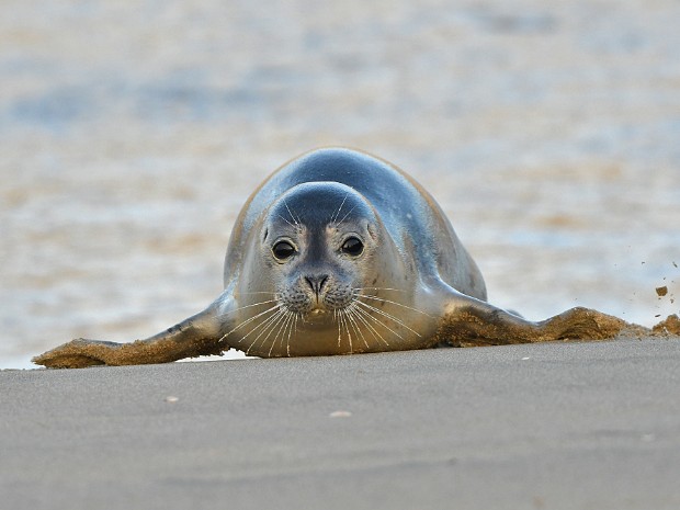 11-01-2023 Zeehonden Katwijk