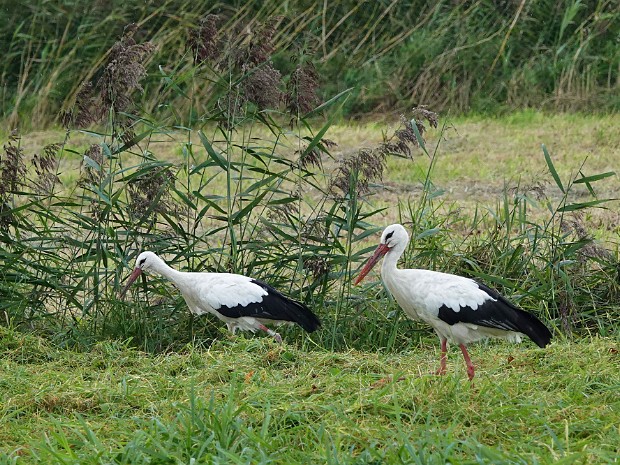 11-09-2023 Starrevaartpolder
