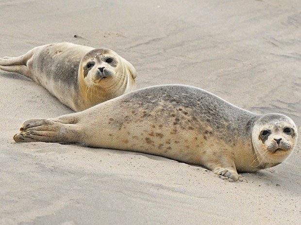 13-01-2023 Zeehonden Katwijk