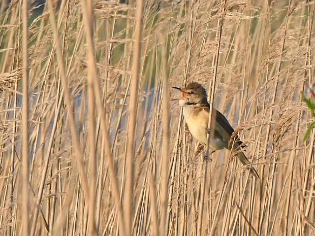 13-05-2023 Grote Karekiet N3MP