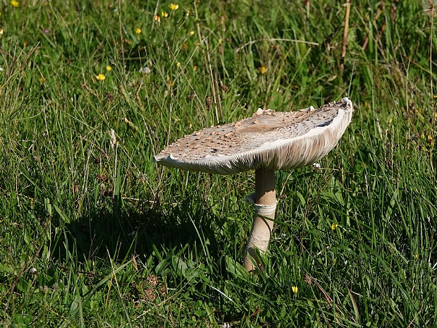 15-08-2023 Lentevreugd