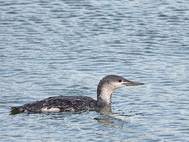 15-11-2023 Roodkeelduiker Scheveningen