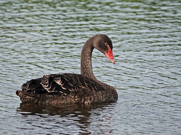 16-08-2023 Zwarte Zwaan N3MP