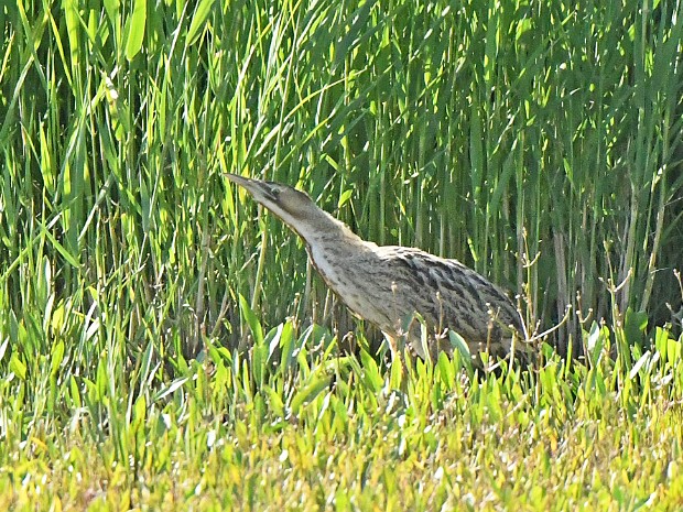 17-07-2023 Zevenhuizen