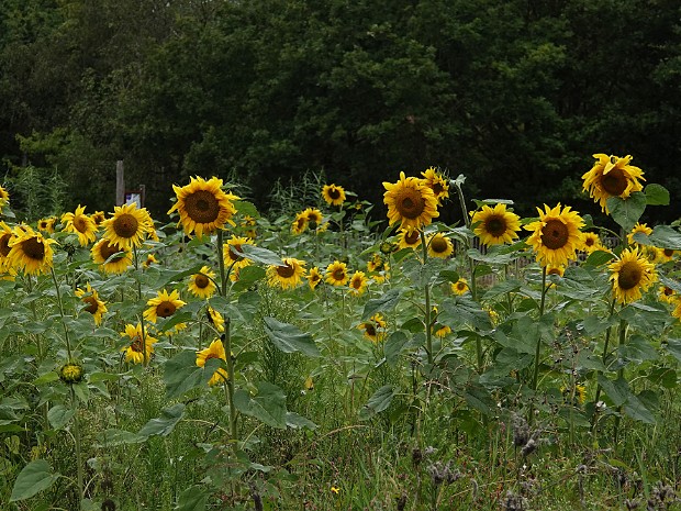 17-08-2023 Meijendel