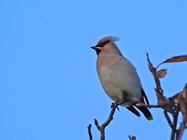 17-11-2023 Pestvogel Valkenboskwartier