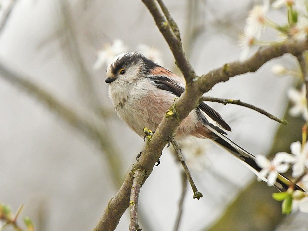 18-03-2023 Meer en Bosch