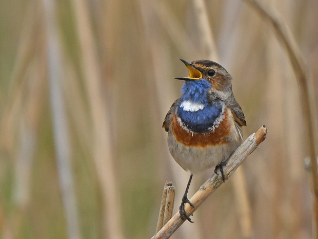 18-04-2023 N3MP en Meer en Bosch