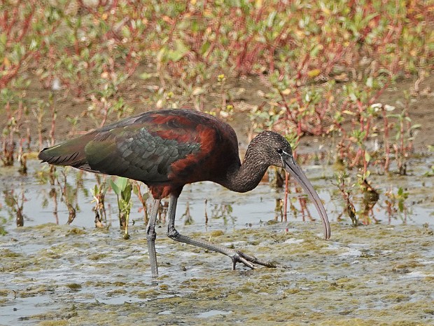 18-08-2023 Zwarte Ibis N3MP
