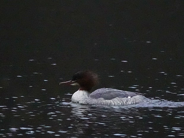 18-12-2023 Grote Zaagbek Meer en Bos