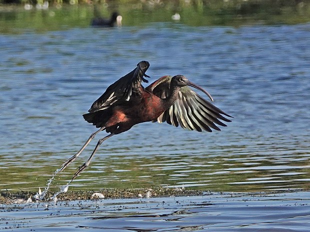 20-08-2023 Zwarte Ibis N3MP
