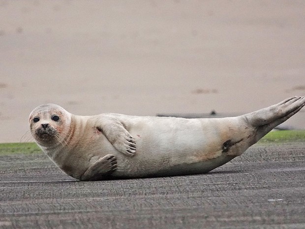 20-12-2023 Zeehond Scheveningen