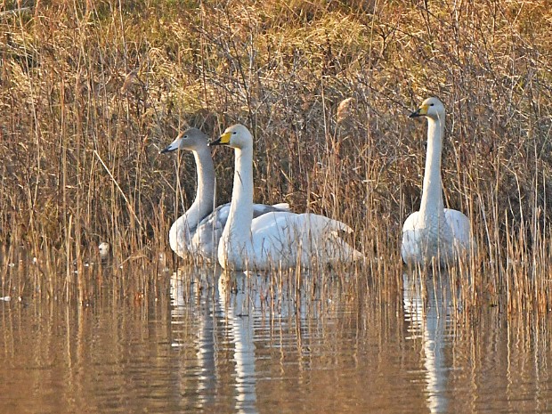 21-01-2023 Wilde Zwanen Ganzenhoek