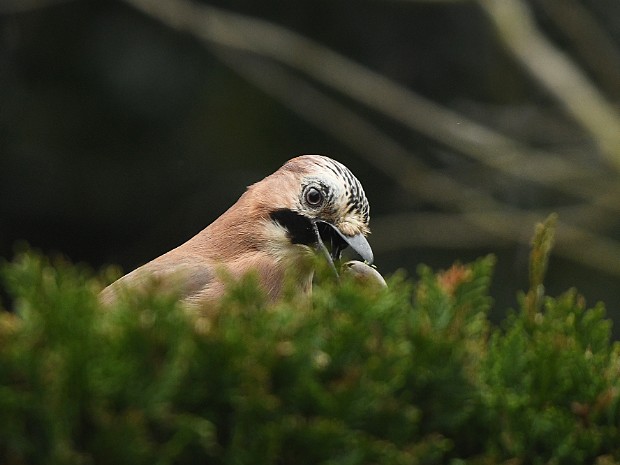 21-03-2023 Meer en Bosch