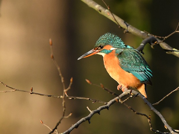 26-02-2023 IJsvogel ♀ Meer en Bosch