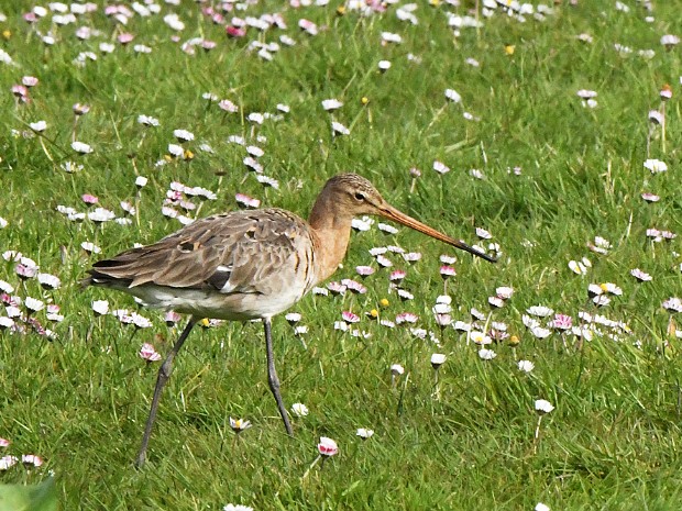 26-04-2023 Gouwebos Waddinxveen