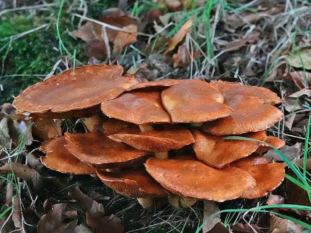 26-10-2023 Landgoed Duivenvoorde