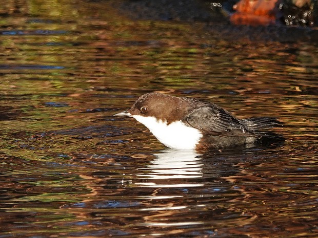 28-11-2023 Zwartbuikwaterspreeuw