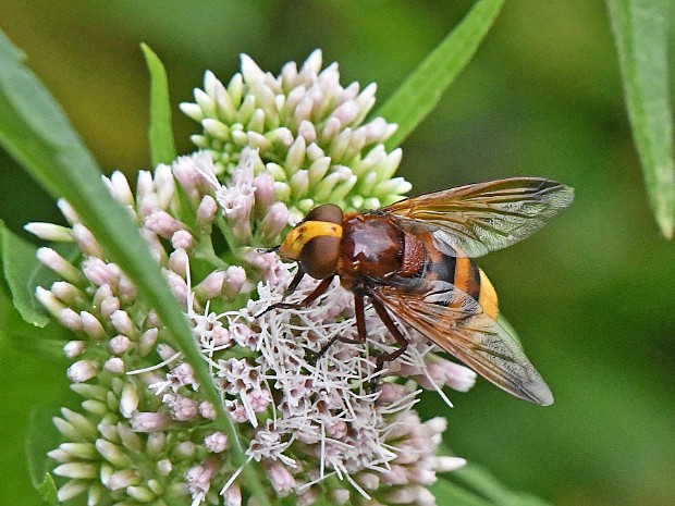 In de Tuin