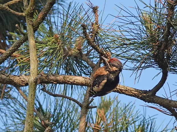 Natuur 2023-06