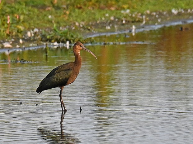 01-09-2024 Zwarte Ibis N3MP