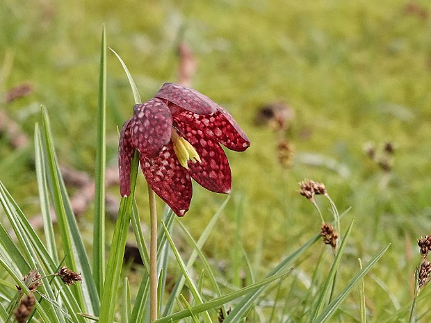 02-04-2024 Kievitsbloemen Voorschoten