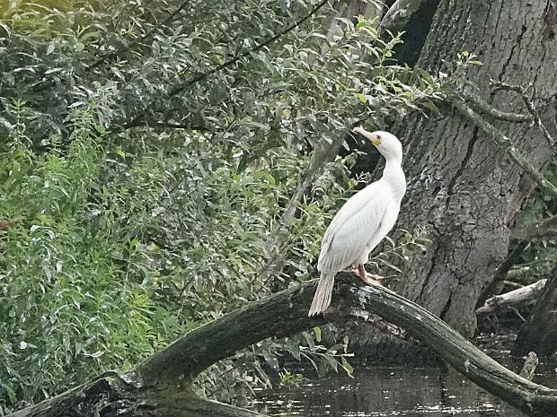 02-08-2024 Leucistische Aalscholver