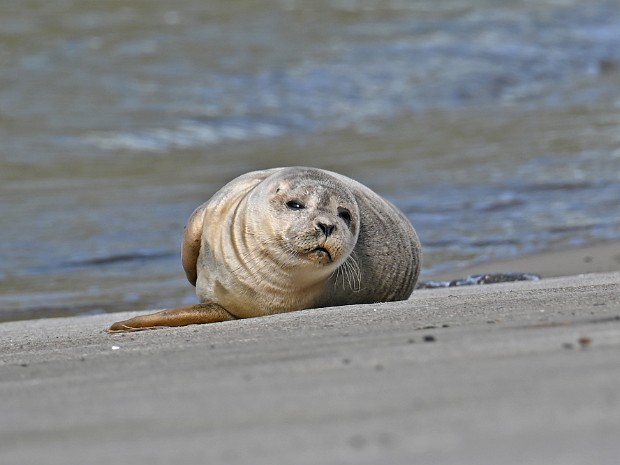 02-10-2024 Zeehond Scheveningen