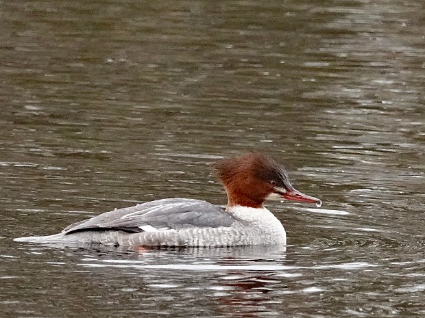 04-02-2024 Meer en Bos