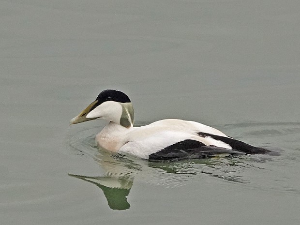 05-03-2024 Eider Zuiderhavenhoofd