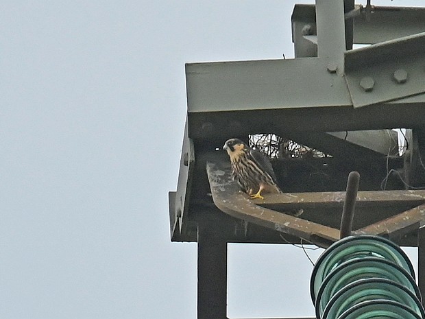 06-09-2024 Boomvalken Zevenhuizen