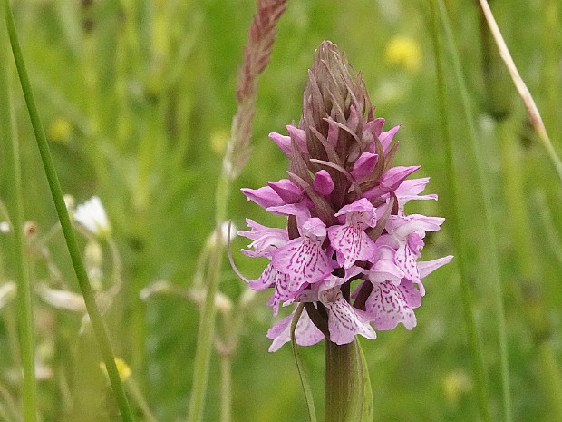 08-06-2024 Hertenkamp en Meijendel