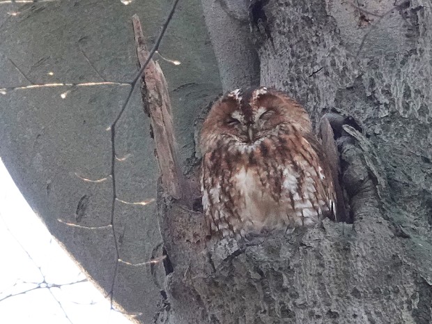 09-01-2024 Haagse Bos en Oosterbeek
